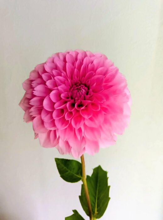 現在の画像に代替テキストがありません。ファイル名: Dahlia-.jpg